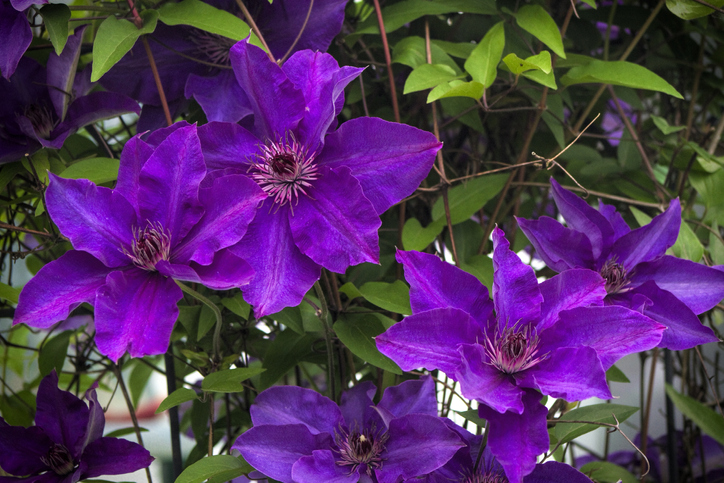 Spät blühende Clematis