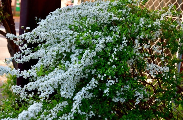 Spiere schneiden - im Herbst oder Frühjahr