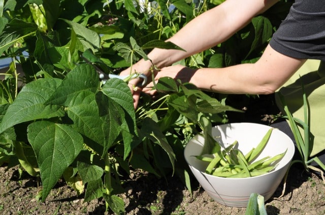 Stangenbohnen richtig ernten
