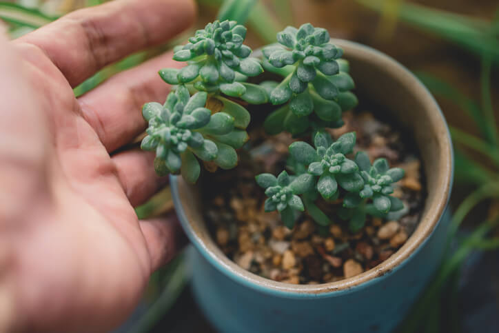 Sukkulenten auf den Winter vorbereiten
