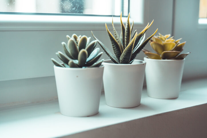 Sukkulenten brauchen viel Licht