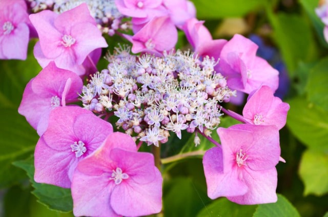 Tellerhortensie Pflege