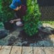 Thuja Smaragd - der richtige Pflanzabstand
