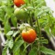 Tomaten richtig überwintern