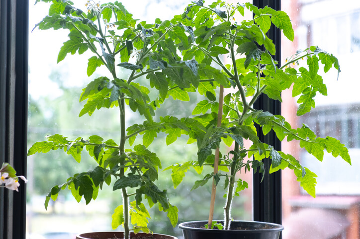 Tomaten überwintern