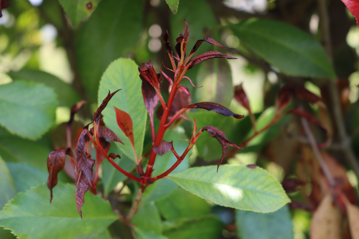Trockenheit in der heißen Sommerzeit