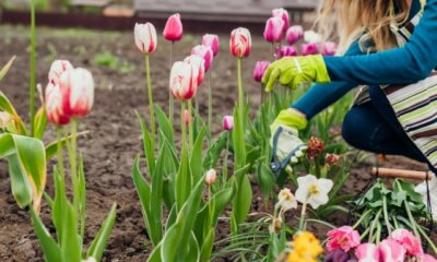Tulpen anschneiden - Anleitung und Tipps