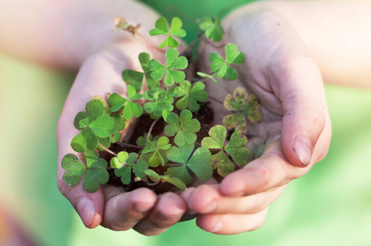 Überwinterung der Zwiebeln