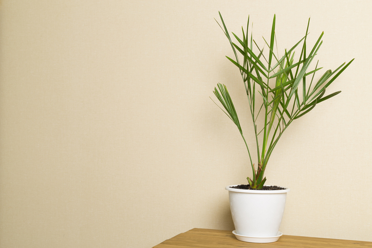 Vermehren durch Stecklinge