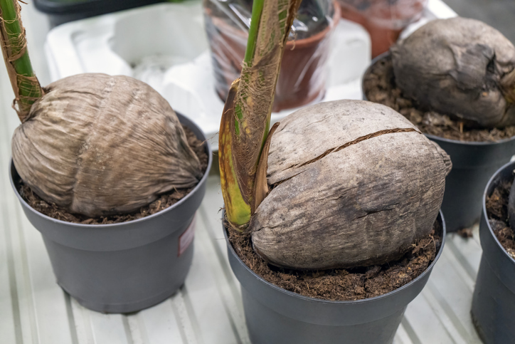 Vermehrung durch Samen