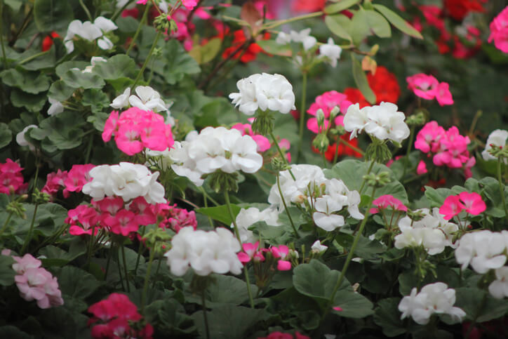 Verschiedene Wuchs- und Blütenformen