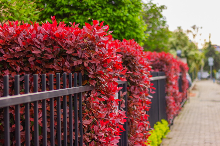 Vielseitiger Gartenstrauch