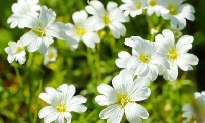 Vogelmiere richtig bekämpfen