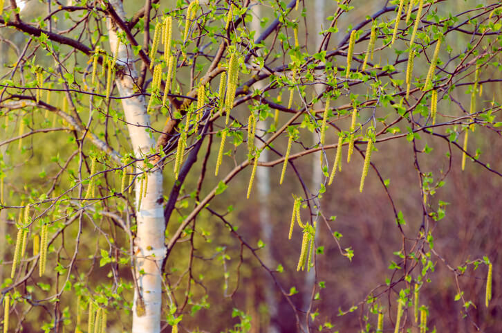 Wann blühen Birken