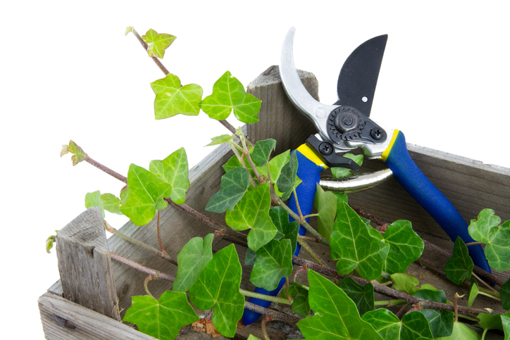 Was braucht man zum Beschneiden einer Efeutute