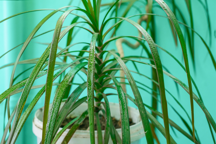 Wassergaben anpassen