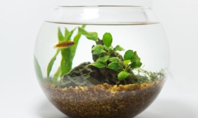 Wasserpflanzen im Glas halten