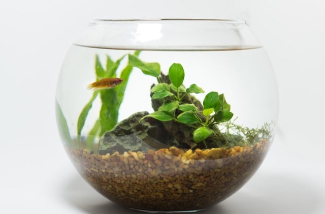 Wasserpflanzen im Glas halten
