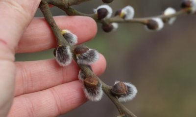 Weidenkätzchen richtig schneiden