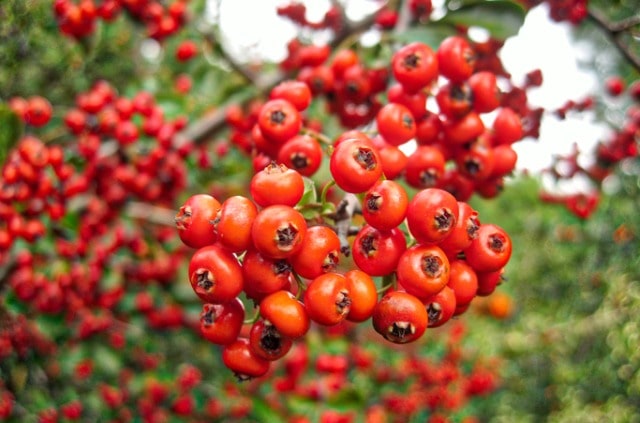 Wie giftig ist Feuerdorn