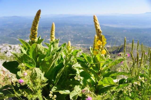 Wie giftig ist die Königskerze