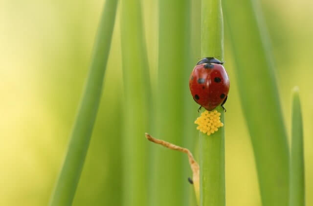 Wie sehen Marienkäfer Eier aus
