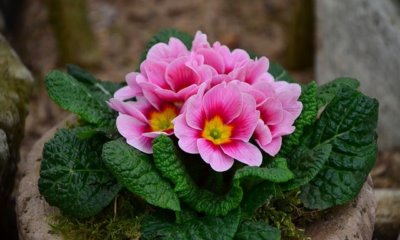 Wie viel Frost vertragen Primeln