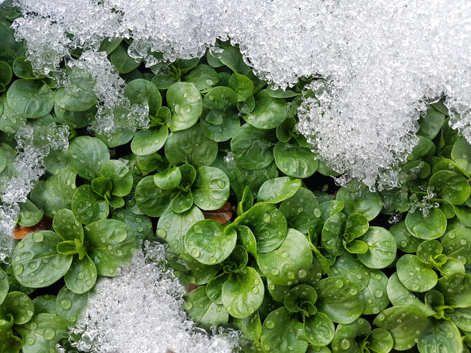 Wintergemüse frühzeitig pflanzen