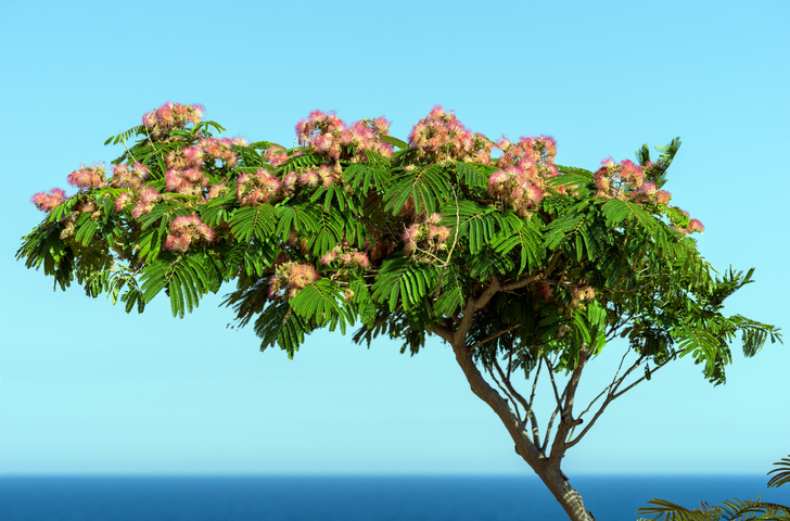 Wissenswertes über den Seidenbaum