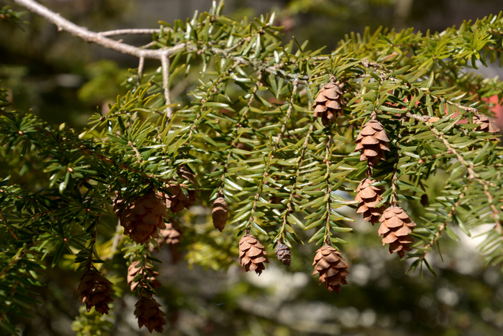 Zapfen des Küsten-Mammutbaumes