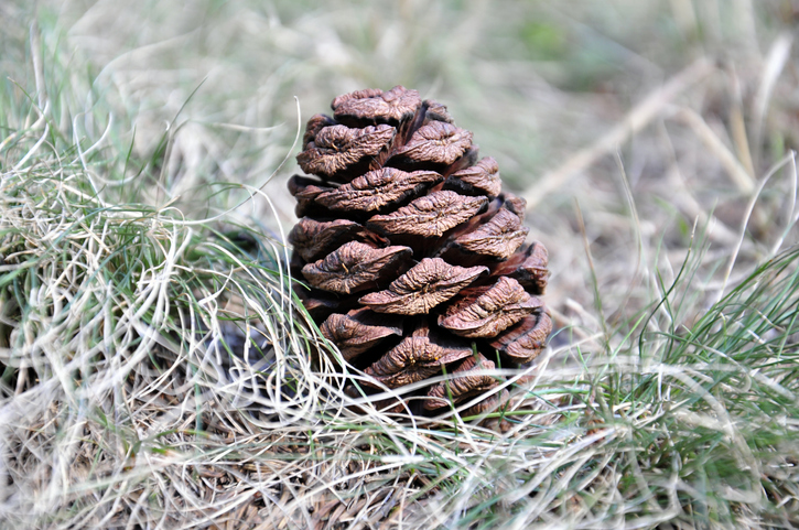 Zapfen des Riesen-Mammutbaumes