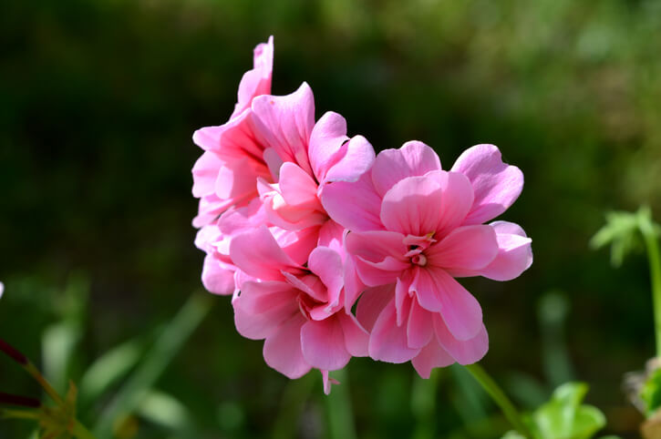 Zartes Rosa für den Balkon