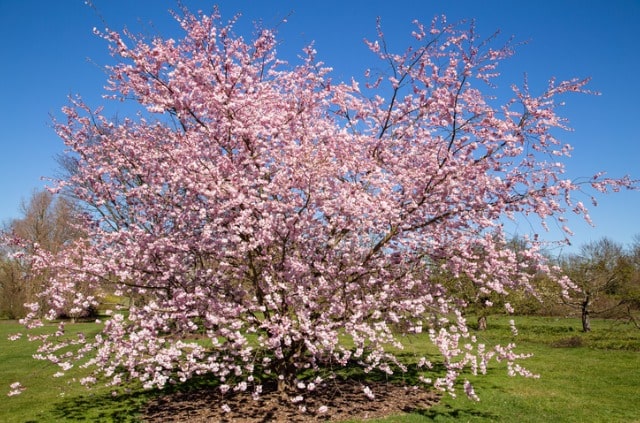 Zierkirsche richtig schneiden