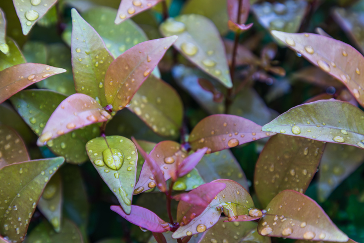 Zu wenig Wasser in der kalten Jahreszeit