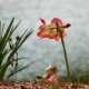 Amaryllis verblüht - was tun