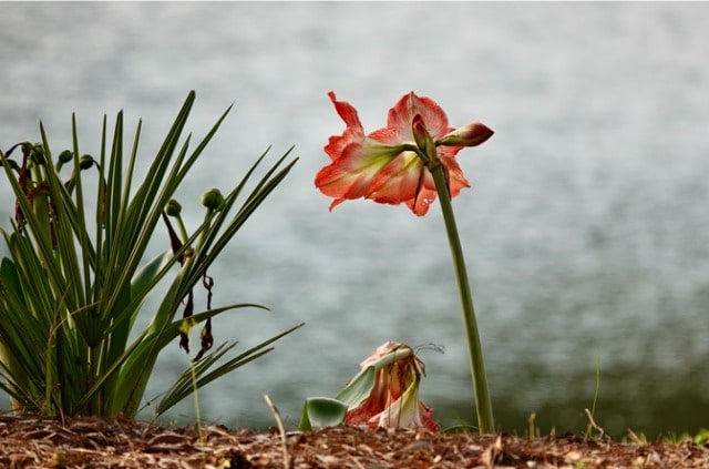 Amaryllis verblüht - was tun