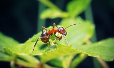 Ameisen im Blumentopf vernichten