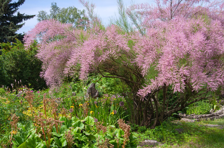 Anleitung zum Pflegeschnitt