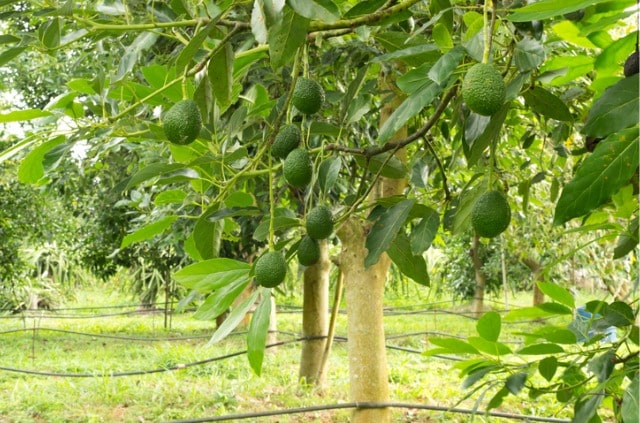 Avocado Pflanze radikal schneiden - Tipps und Tricks