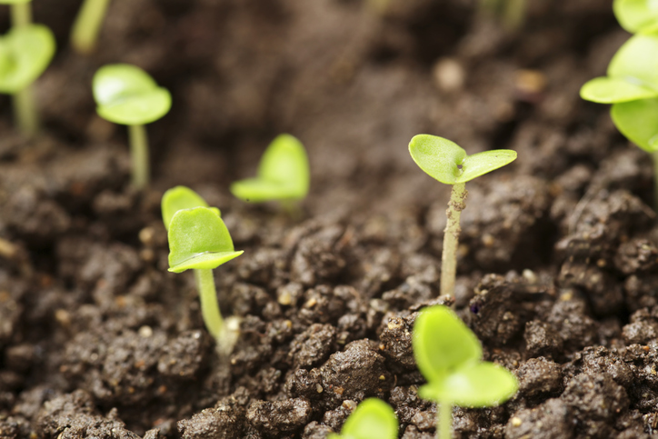 Basilikum im Beet aussäen