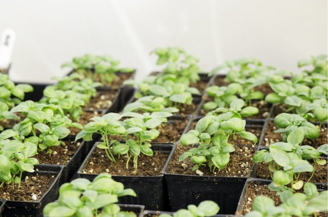 Basilikum säen - Tipps zur Aussaat