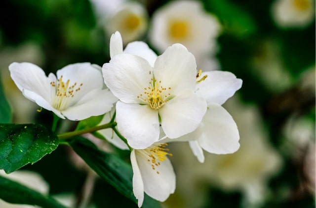 Bauernjasmin zum richtigen Zeitpunkt schneiden