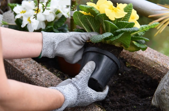 Blumenkasten für den Balkon bepflanzen