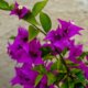 Bougainvillea über Samen oder Stecklinge vermehren