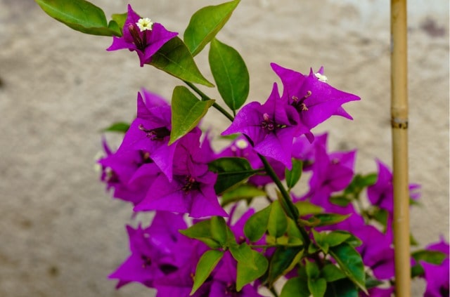 Bougainvillea über Samen oder Stecklinge vermehren