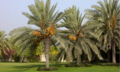 Dattelpalme Pflege - Tipps und Tricks