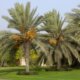 Dattelpalme Pflege - Tipps und Tricks