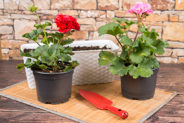 Den Blumenkasten vorbereiten