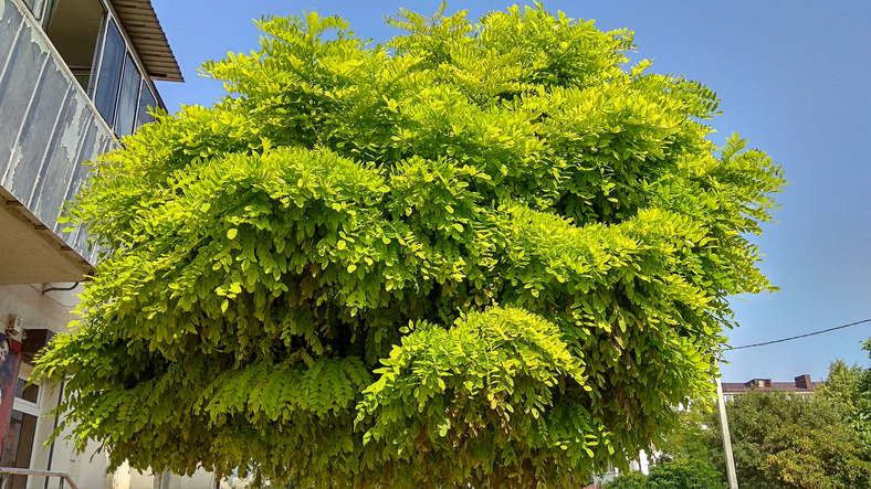 Kugelrobinie Schneiden Bilder: Entdecke die Kunst der Kugelrobinie!