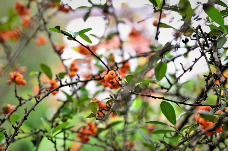 Der beste Zeitpunkt für den Verschnitt